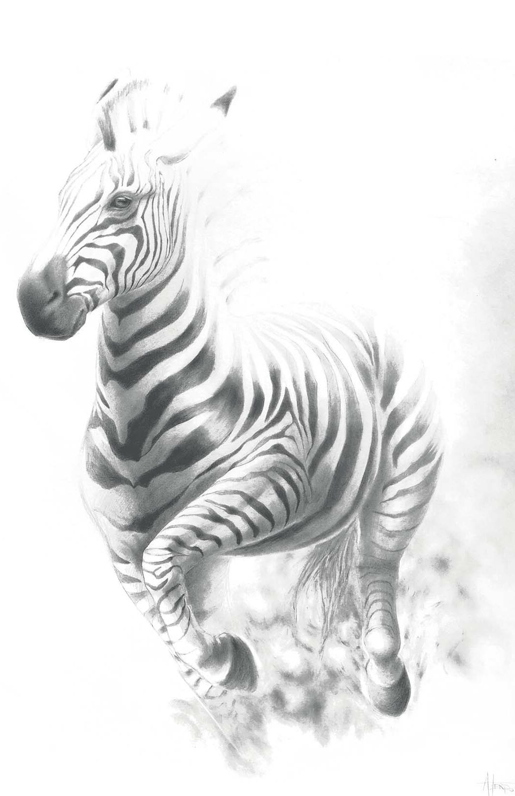 zebra au galop