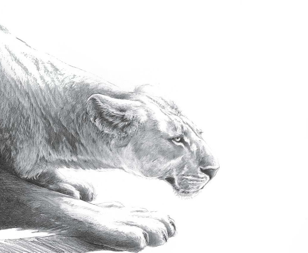 L’instant Lionne en chasse