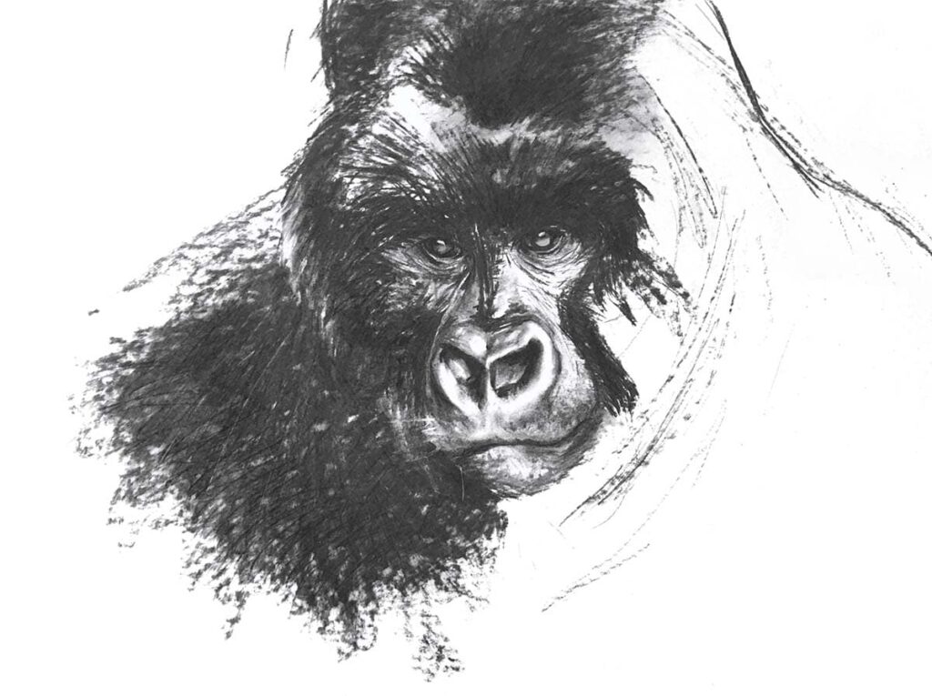 Portrait de gorille 