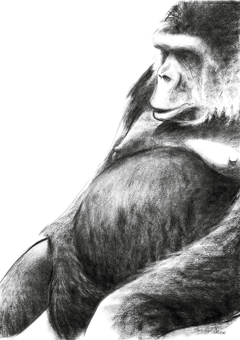 Portrait de Gorilles
