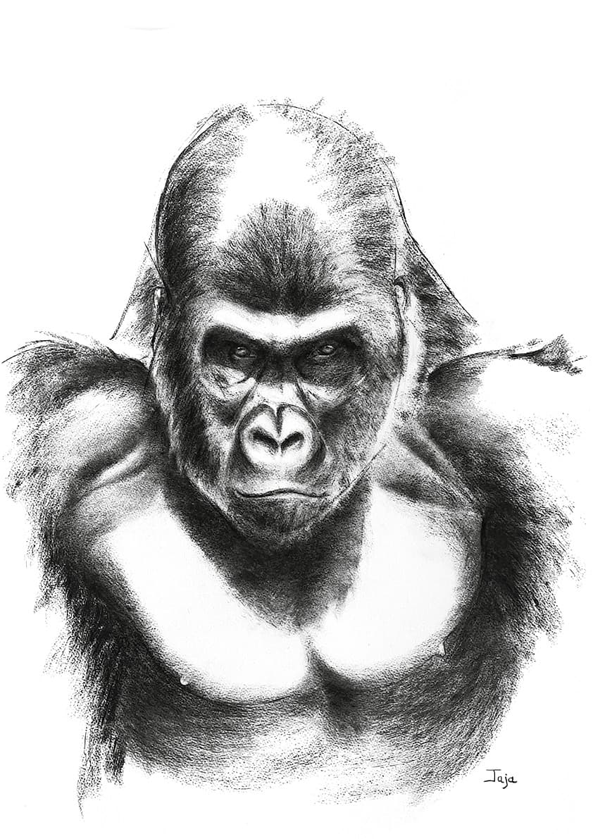 Portrait de Gorille