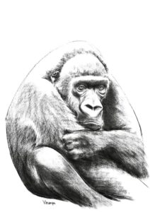 Portrait de Gorille