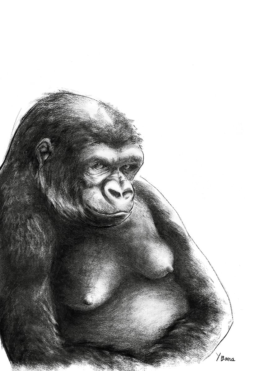 Portrait de Gorille