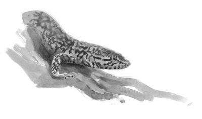 Portrait de lézard