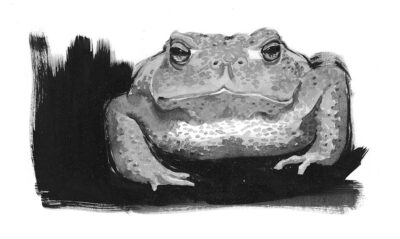 Portrait de crapaud