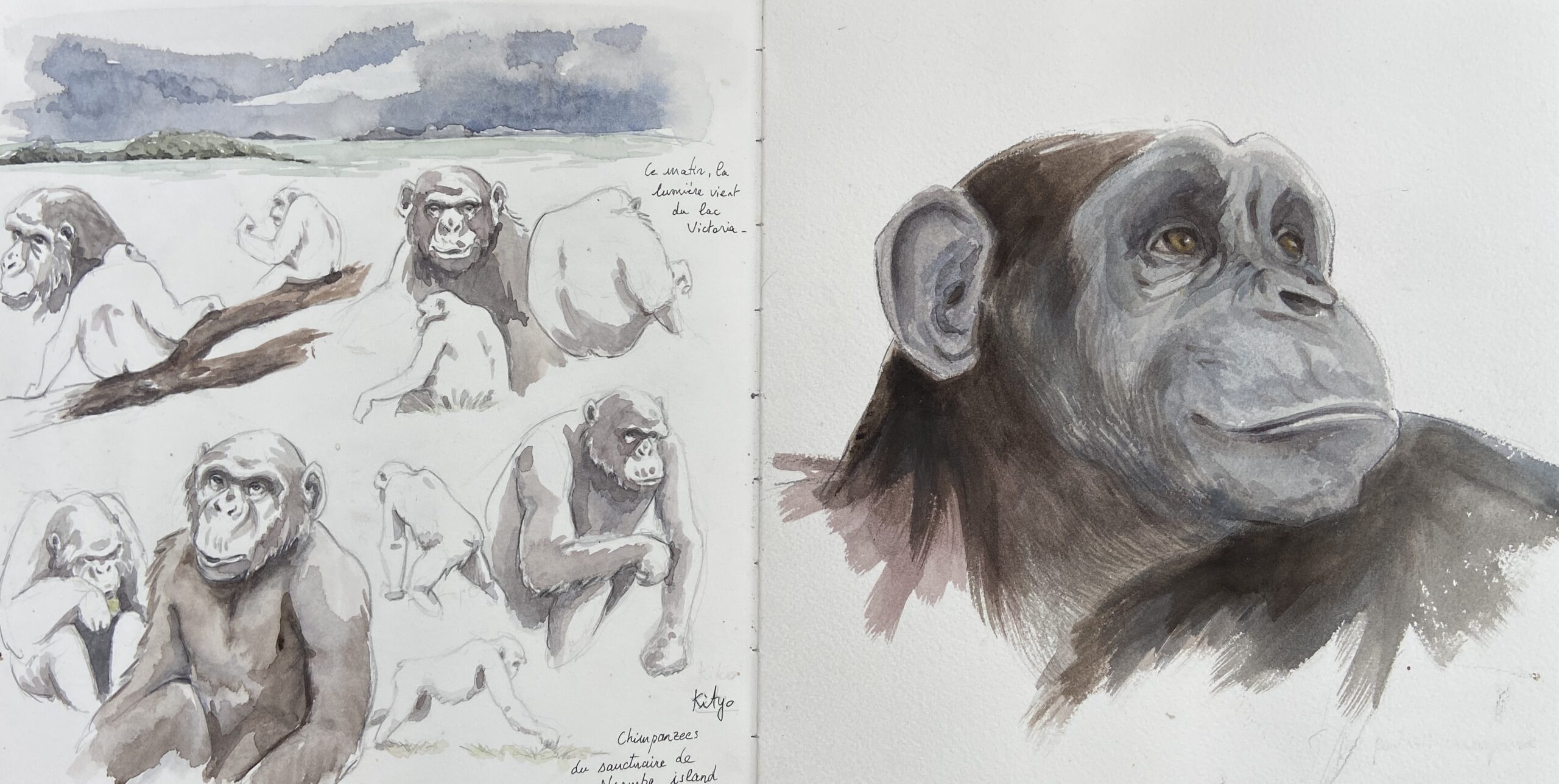 Dessins de chimpanzés sauvages