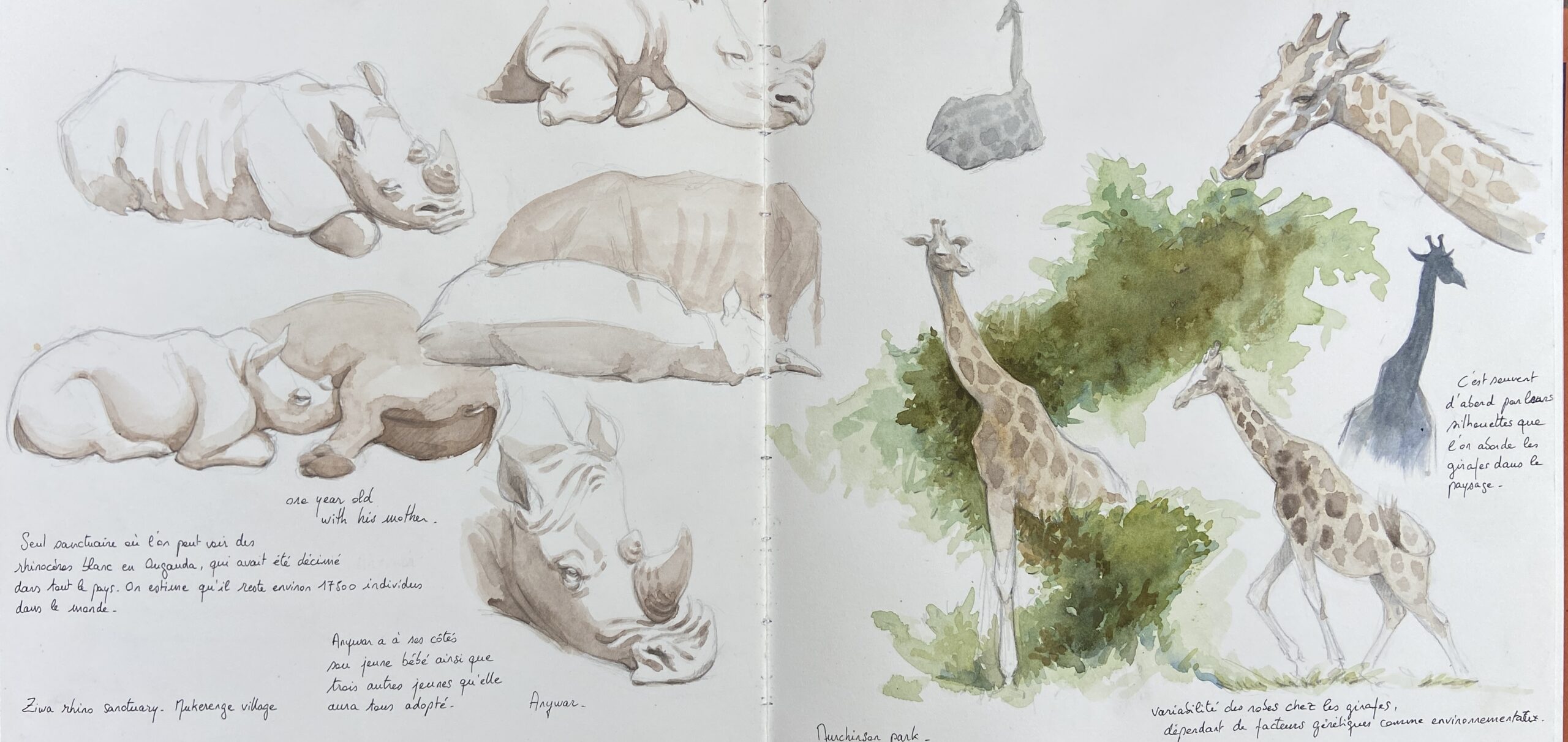 Planche du carnet de voyage en Afrique
