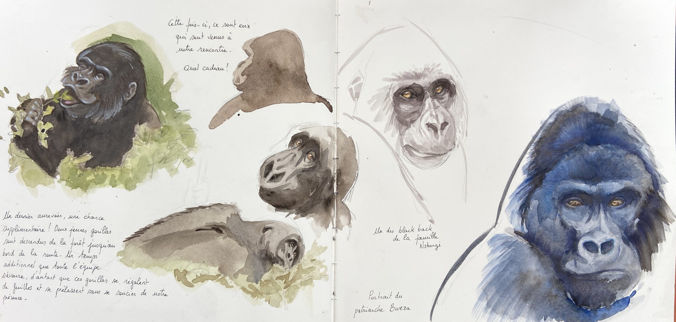 carnet de voyage gorilles de montagne